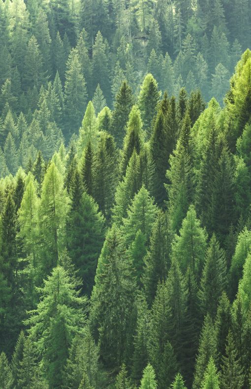 Fir trees with mountain in rear view