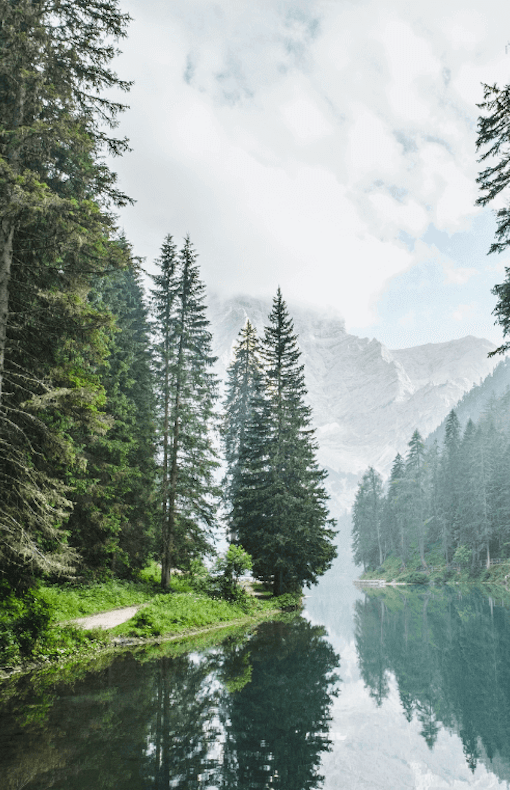 Fir trees with mountain in rear view